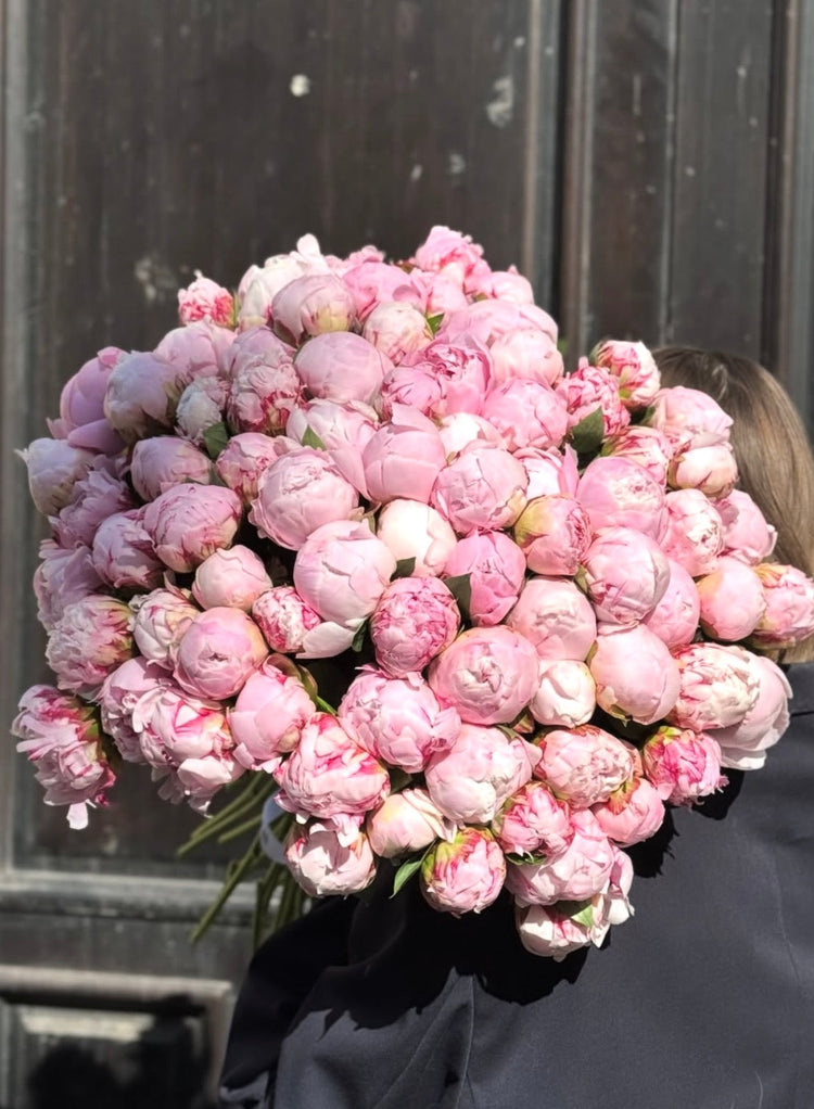 Peonias Premium